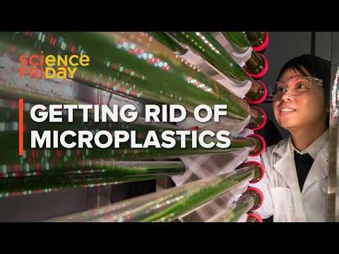 Can algae help pull microplastics out of our water supply?
