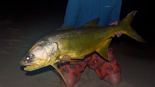 Wading shark-filled surf for tarpon snapper and bull sharks (1 of 2)