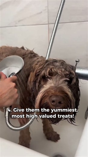Bath time tips for dogs who fear water