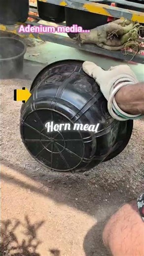 Adenium Growing Media Secrets। Perfect Soil Mix for Healthy Blooms.#shortsfeed #shorts #short #viral