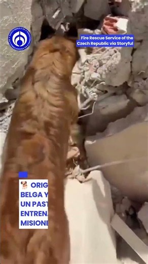 Los héroes de cuatro patas que buscan sobrevivientes en Venezuela