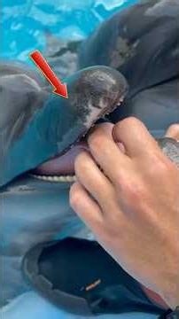 The Ocean Comes Alive With Dolphins #shorts