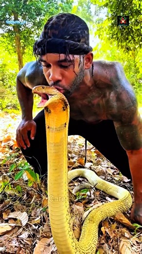​King Cobra vs Python: Ultimate Snake Fight! 😱 #shorts #shortvideo #kingcobra #python