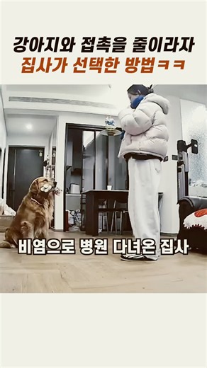 강아지 알레르기 집사의 선택은? #골든리트리버 #웃긴강아지 #댕댕이