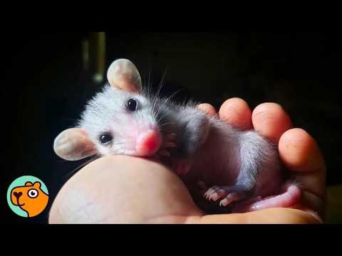 Men Save 2 Baby Opossums, Now They Run On Their Shoulders