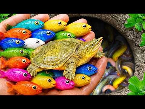 Catch beautiful aquarium fish in small pond baby turtles, pencil fish, guppies blue, goby, crawfish