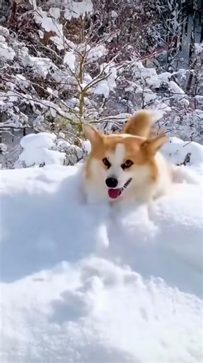 紀錄柯基犬生活點滴_1023 | Recording the life of Corgis #corgis #柯基犬 #柯基 #柯基小短腿 #corgi #可愛い #cutedog