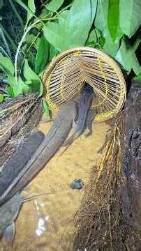 Setting bamboo fish traps by the river at night, caught lots of big predatory fish #fishing #fish...