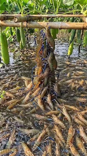 Wow! Amazing Polo Fishing Videos ! Best Big Fish Catching ! Primitive Technique fishing #fish #india