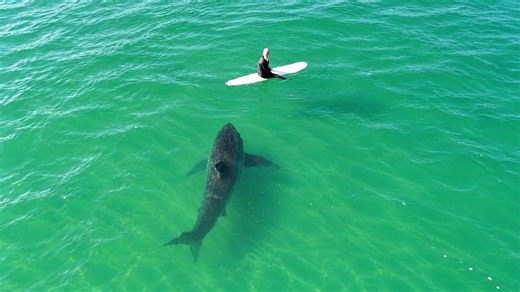 Great White Shark ‘Baptizes’ California Surfer in Terrifyingly Close Drone Encounter (Video)