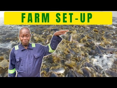 Best Fish Farm Setups 