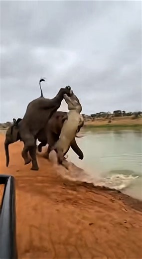 Elephant Escapes Deadly Crocodile Attack | Shocking River Survival Moment