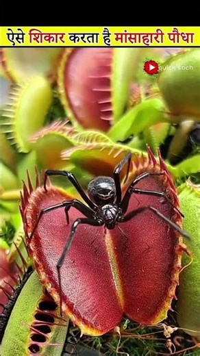 Here is how venus flytraps hunt#amazing​ #shorts​#viralvideos​ #facts​​ #shorts​​#viral​​#amazing​​