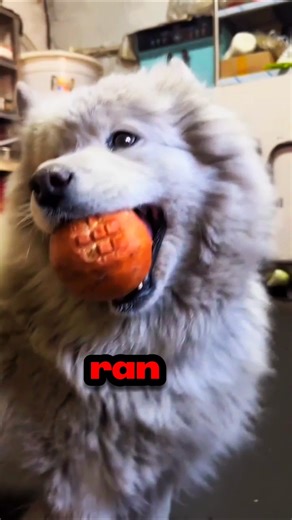 Dog Gets Super Excited for New Ball 🐶❤️ | Cute & Funny Dog Playing Fetch