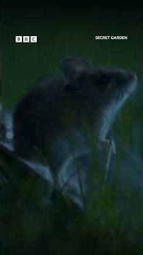 This tiny field mouse has big navigation skills - BBC