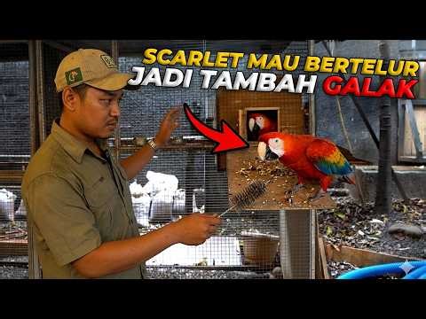 MULAI INGIN KAW1N KANDANG MACAW SCARLET HARUS SEGERA DEEP CLEANING!