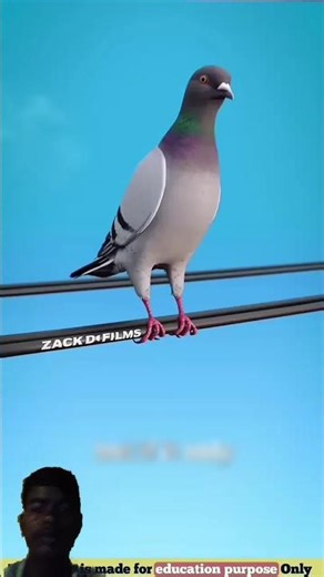 Why Birds Don't Get Electrocuted On Power Line 🤔😨 || #shorts #birds #electricity