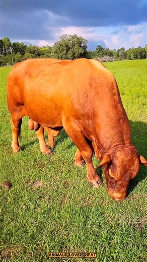 habbay cow shorts 04 💥🔥💯🐂# #cow #animals #shorts #viralvideo #foryou #2026