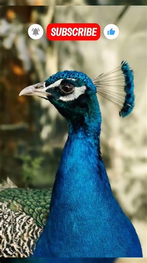 animal amazing growth journey #animals