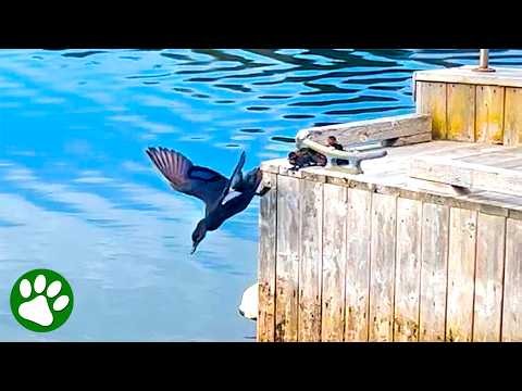 Wise Mama Duck Teaches Little Ducklings To Be Brave