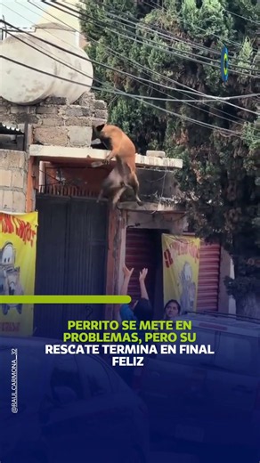 Perrito se mete en problemas, pero su rescate termina en final feliz