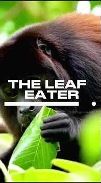 Howler Monkeys: The Loudest Voices in the Rainforest #facts #animals #howler #wildlife #shorts