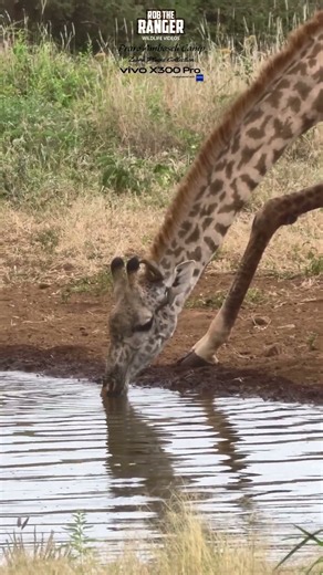 🦒🦒Watch The Giraffe Drink At Praro Amboseli Camp Waterhole 🦒🦒 #vivoX300pro #wildlife