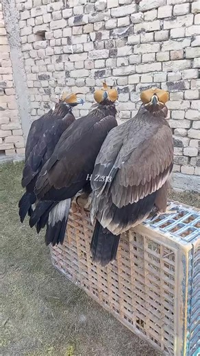 Exploring Golden Eagles and Steppe Eagles