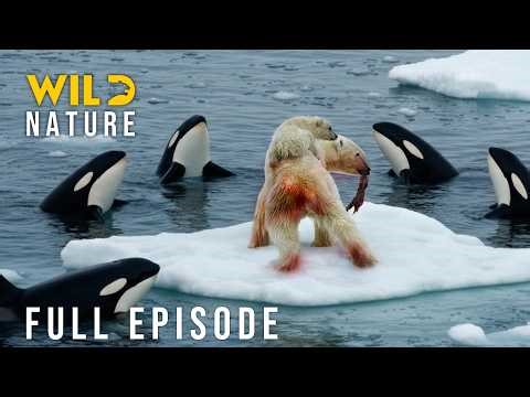 Arctic vs Antarctic: Survival Showdown of the Frozen Extremes (Full Episode) |Animal documentary