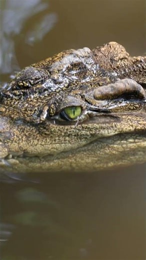 THE MOST DANGEROUS ANIMAL IN THE WORLD: HIPPO VS SALTWATER CROCODILE! 🦛🐊 #hippo #crocodile #shorts