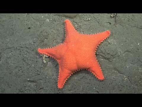 Deep-sea scientists find Spongebob friend lookalike amid dozens of new species | SWNS