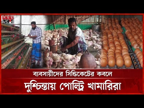 উৎপাদন খরচের চেয়ে কম দামে বিক্রি, পোল্ট্রি ব্যবসায় ধস | Poultry Farming | Syndicate | Jamalpur News