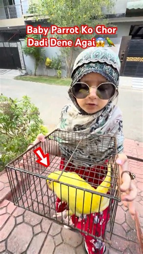 Baby Parrot Ko Dadi Wapis Dene Agai😱🦜 #babyparrot #parrot #dadi #pets #shorts