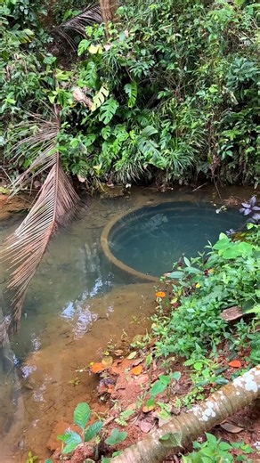 Look at Our Farm Pond With Crystal Clear Water 🌿💧