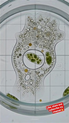 How Amoeba Eats Food - Phagocytosis Process Step By Step