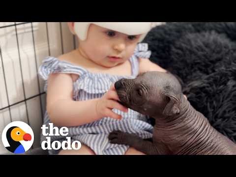 Hairless Puppies Grow Up Alongside Their Tiny Best Friend | The Dodo