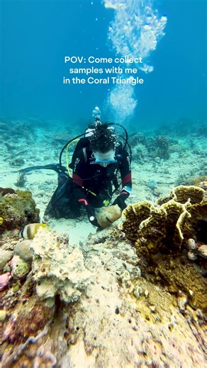 Not all ocean science happens in the deep. Scuba-based sampling is critical for understanding shallow and mid-depth ecosystems—zones rich in biodiversity and often the first to show signs of environmental stress. These habitats, from coral reefs to seagrass beds, are not only vital to ocean health but also to coastal communities that depend on them. By diving into these waters, OceanX scientists collect precise data—water samples, coral health metrics, and biological specimens—that inform conser