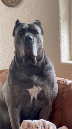Cane Corso looks like a Statue 💯🔥 #canecorso #dogshorts #corso #dogsofyoutube