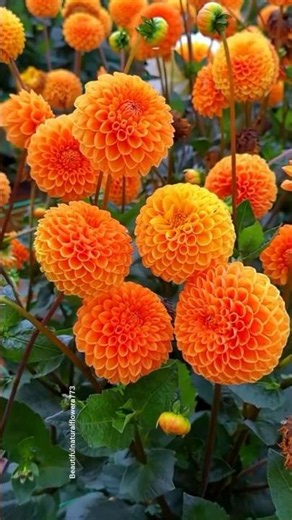 🌺 Explore a Beautiful Dahlia Paradise | Garden Tour 4K"