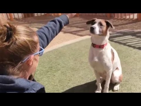 Pet Pals: Take Home Lucinda