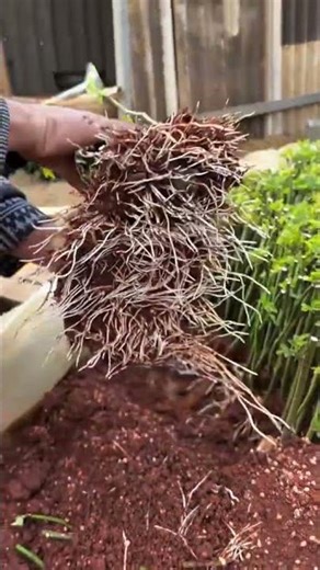 Root Growth Goals! 😍