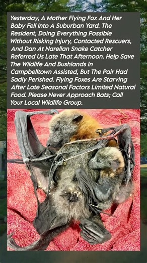 A Mother Flying Fox and Her Baby: A Quiet Reminder to Protect Our Wildlife