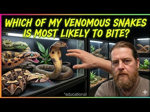 Top 5 DEADLIEST Snakes:The Most Likely to Bite: Ranking My Venomous Collection!
