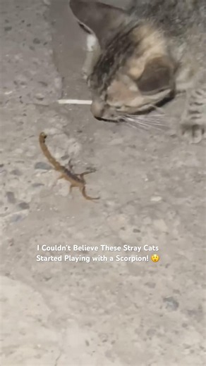 I Couldn’t Believe These Stray Cats Started Playing with a Scorpion! 😲