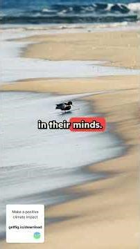 Sea Turtles Have a SECRET Built-In GPS 🐢🧭