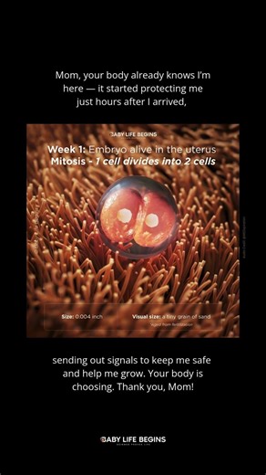 Week 1 Development | Mitosis Begins: 1 Cell Divides Into 2