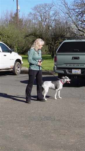 Reactive Dogs Need More Structure