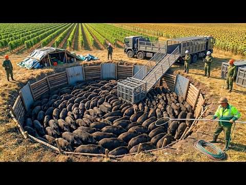 How Farmers Deal with Wild Boars as They Overrun Farms and Damage Crops | Wild Boar Hunting