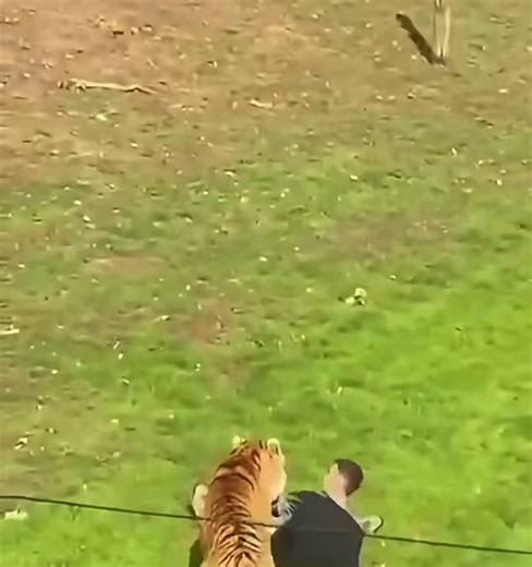 🚨BREAKING: Man attacked by tiger at Yorkshire Wildlife Park after entering enclosure.• Yorkshire Wildlife Park in Doncaster has confirmed a “serious incident” at its tiger enclosure on Saturday afternoon.• Yorkshire Ambulance Service was called at 1.33pm, dispatching two