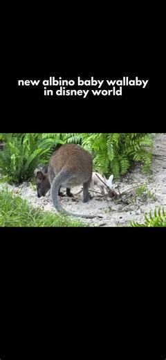 This is Quartz, the newest wallaby joey at Jumping Junction at Animal Kingdom! 🤍🦘 She was born with albinism, and she's the cutest thing I've ever seen